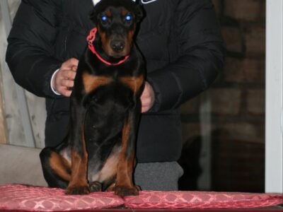 Na prodaju štenci dobermana različitog uzrasta