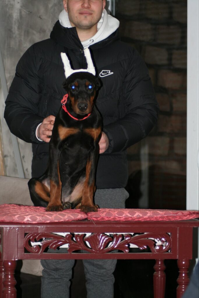 Na prodaju štenci dobermana različitog uzrasta