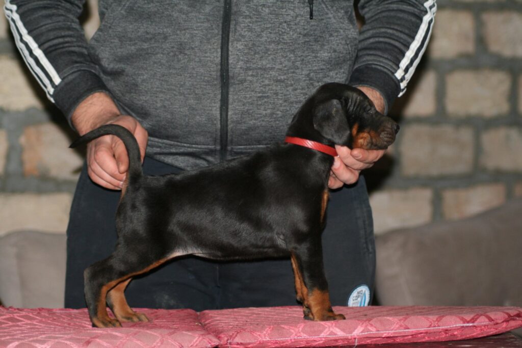 Na prodaju štenci dobermana različitog uzrasta