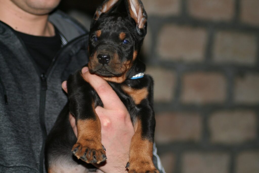 Na prodaju štenci dobermana različitog uzrasta