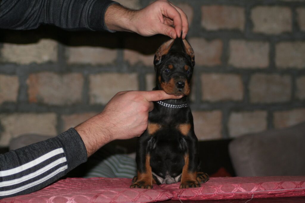 Na prodaju štenci dobermana različitog uzrasta