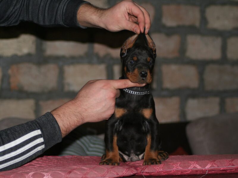 Na prodaju štenci dobermana različitog uzrasta