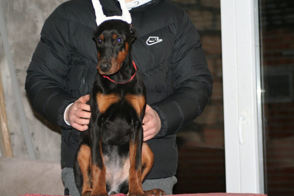 Na prodaju štenci dobermana različitog uzrasta