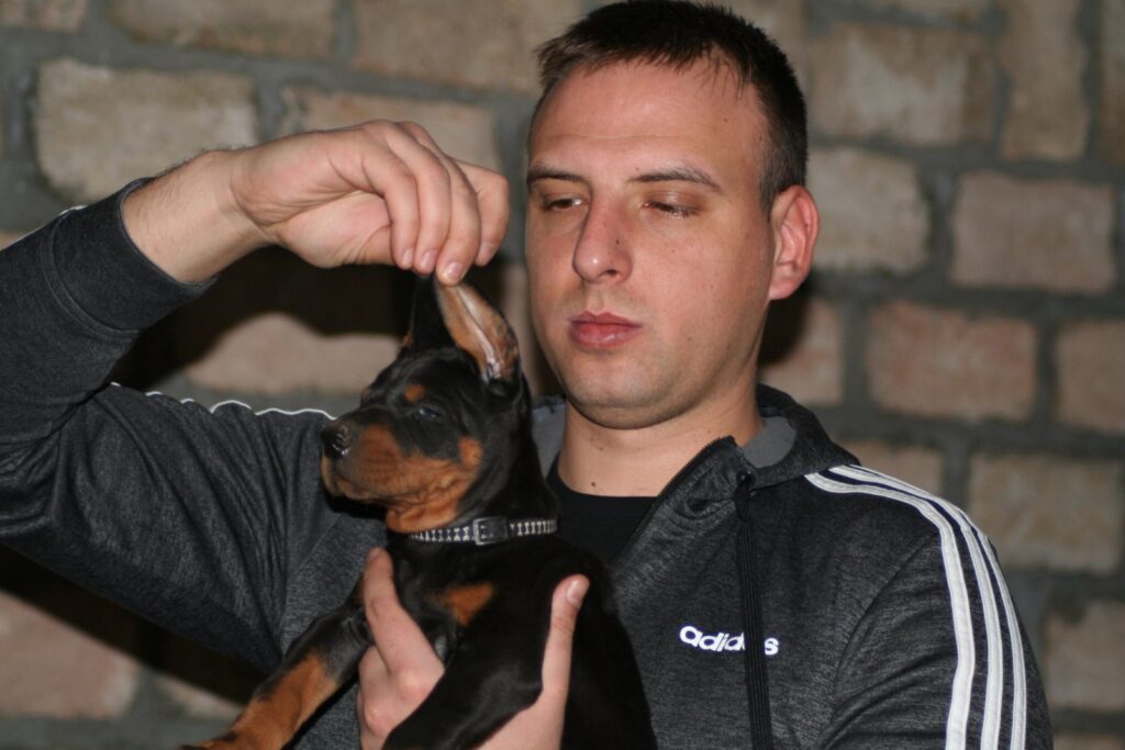 Na prodaju štenci dobermana različitog uzrasta