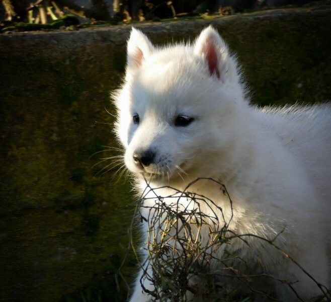 Sibirski Haski štenci