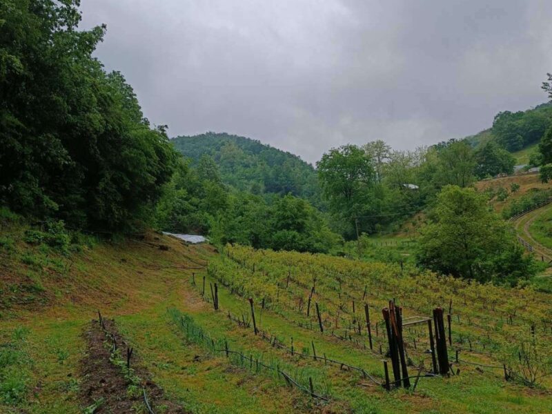 Kuca kljuc u ruke sa plantazom borovnice