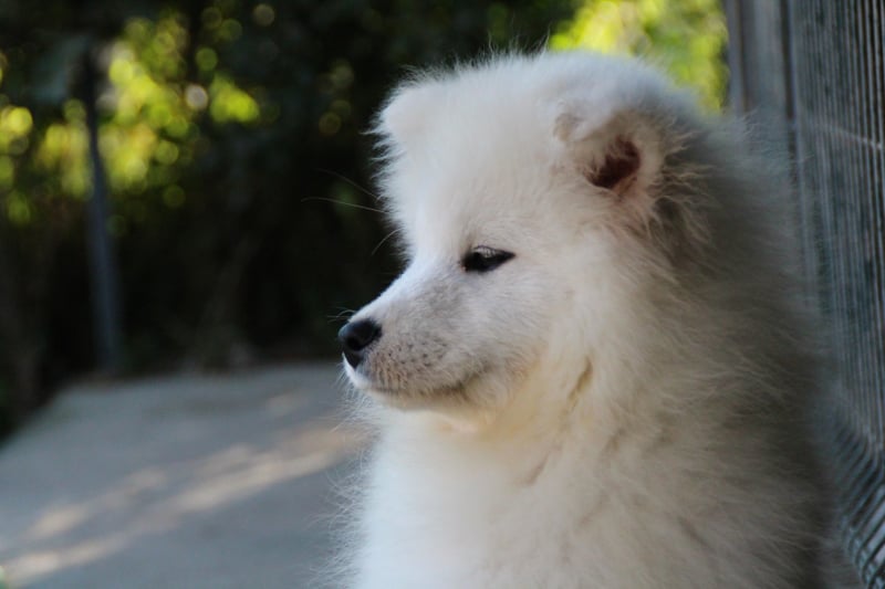 Samojed ženka na prodaju