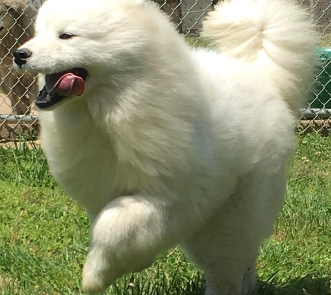 Samojed ženka na prodaju