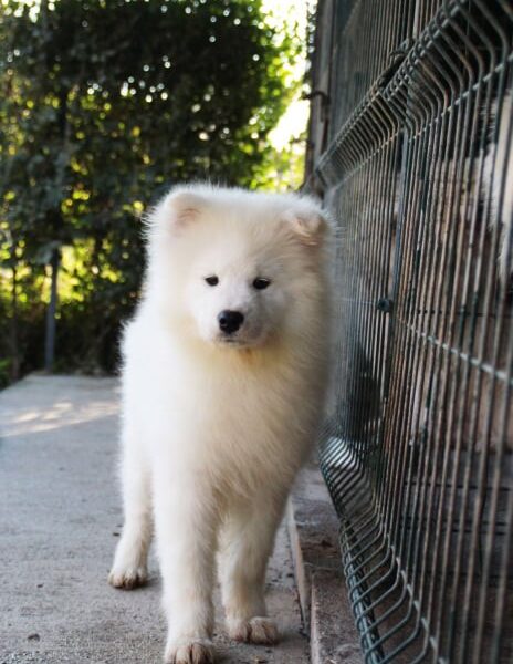 Samojed ženka na prodaju