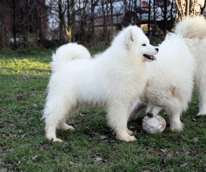 Samojed ženka na prodaju