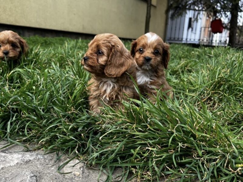 Cavapoo štenci