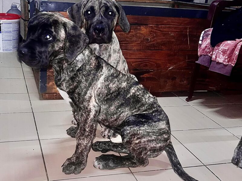 PRESA KANARIO DOGO CANARIO štenci