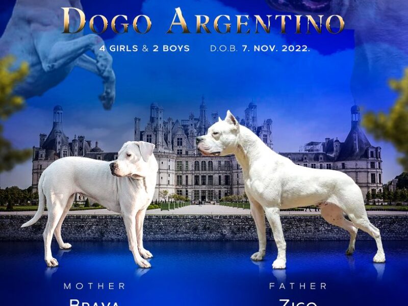 DOGO ARGENTINO štenci