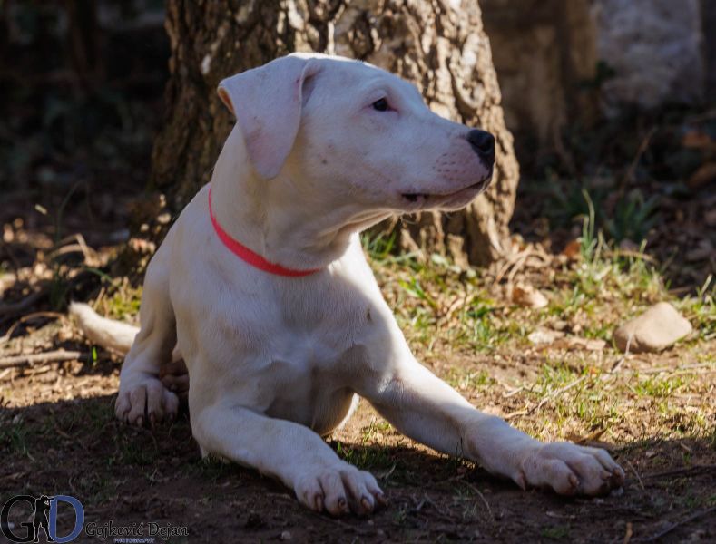 DOGO ARGENTINO štenci