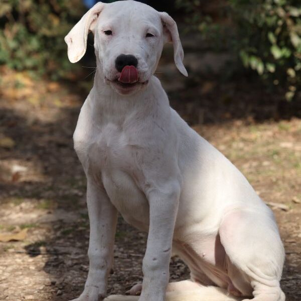 DOGO ARGENTINO štenci