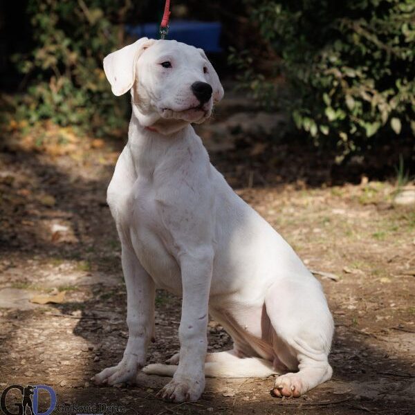 DOGO ARGENTINO štenci