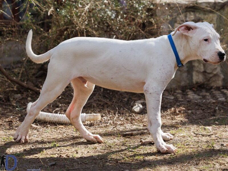 DOGO ARGENTINO štenci