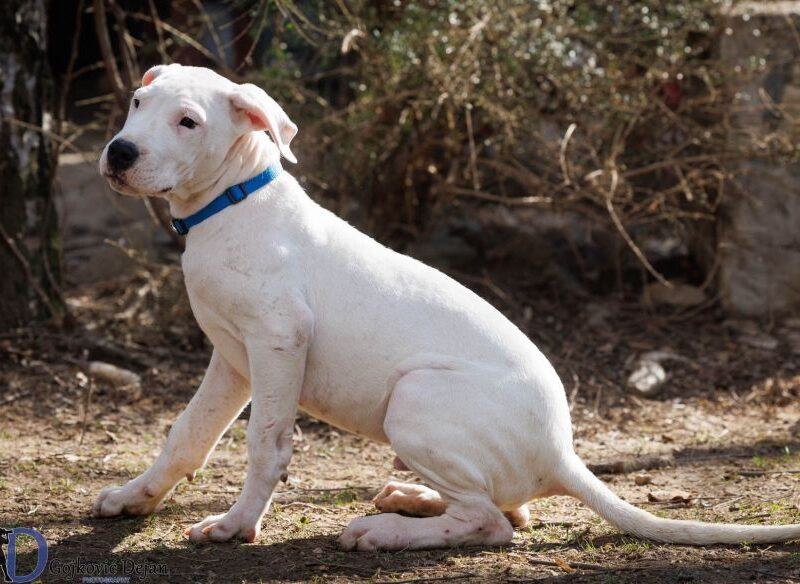 DOGO ARGENTINO štenci