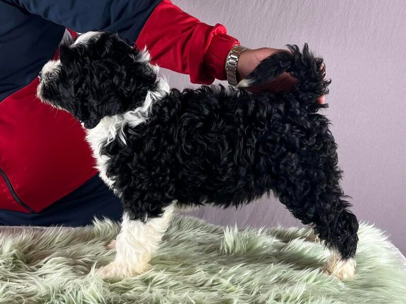 Portugalski vodeni pas - Portuguese Water Dog štenci