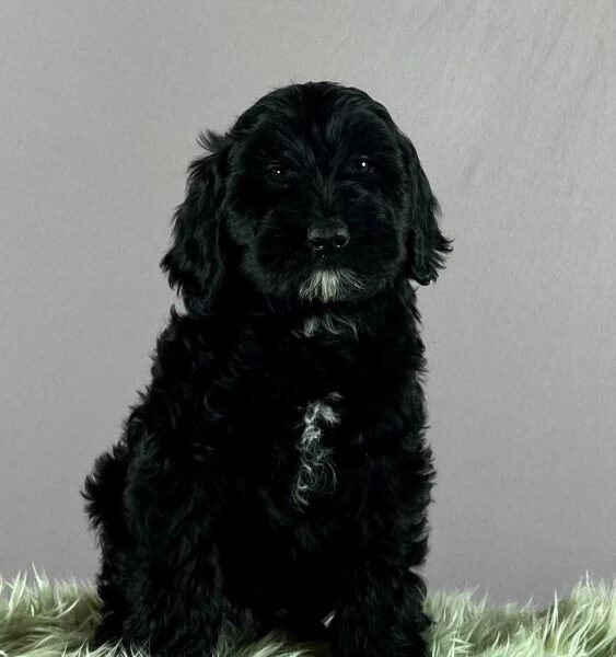 Portugalski vodeni pas - Portuguese Water Dog štenci