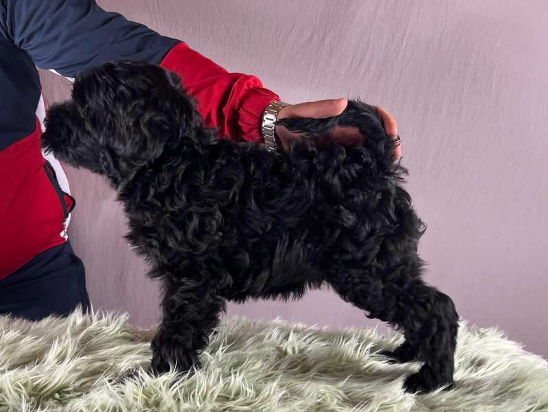 Portugalski vodeni pas - Portuguese Water Dog štenci