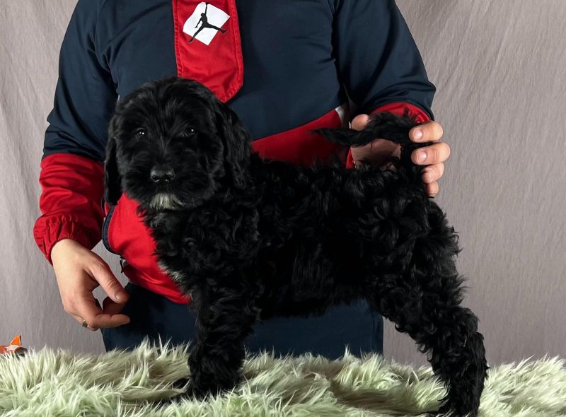 Portugalski vodeni pas - Portuguese Water Dog štenci