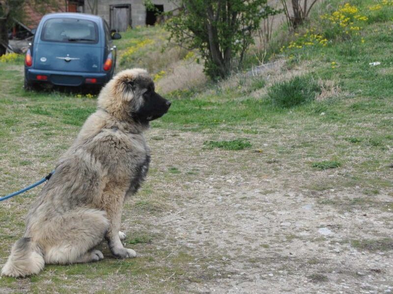 Kavkaski Ovčar štene