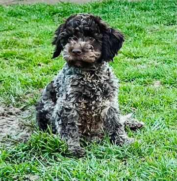 Lagotto Romagnolo SVIH UZRASTA