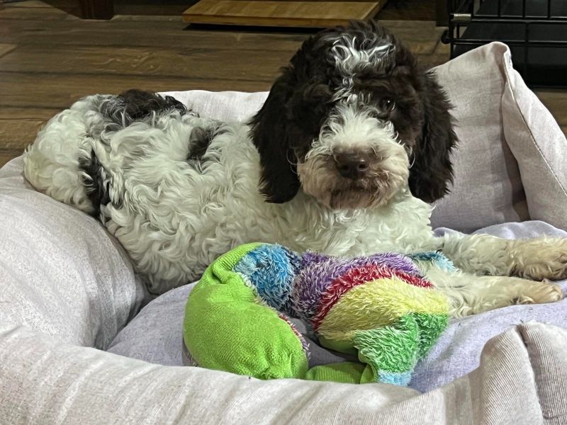 Lagotto Romagnolo SVIH UZRASTA