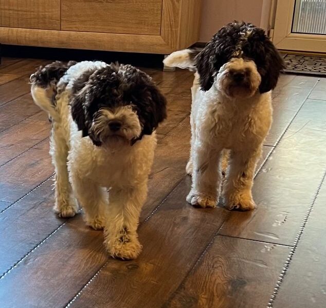 Lagotto Romagnolo SVIH UZRASTA