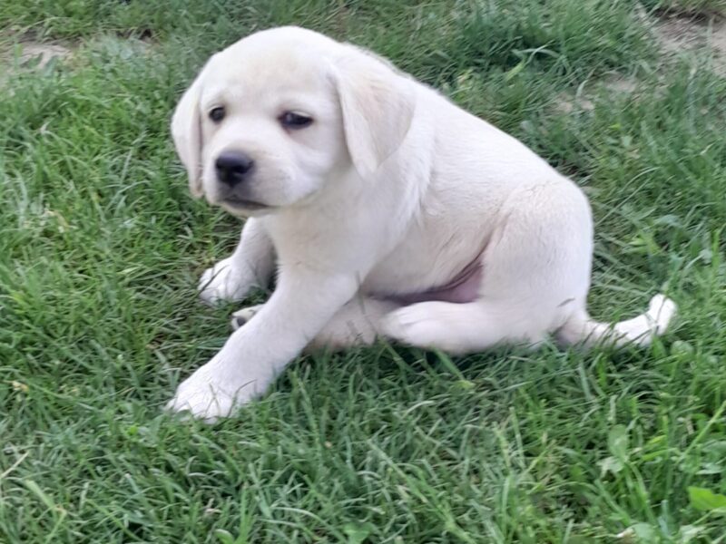 Labrador retriver štenci