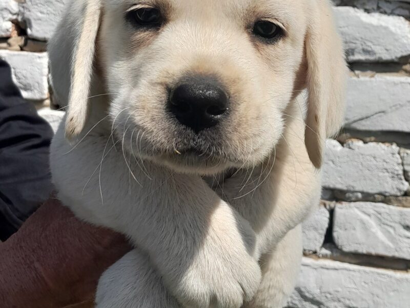 Labrador retriver štenci