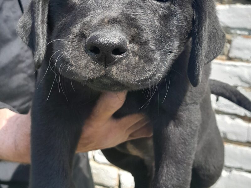 Labrador retriver štenci