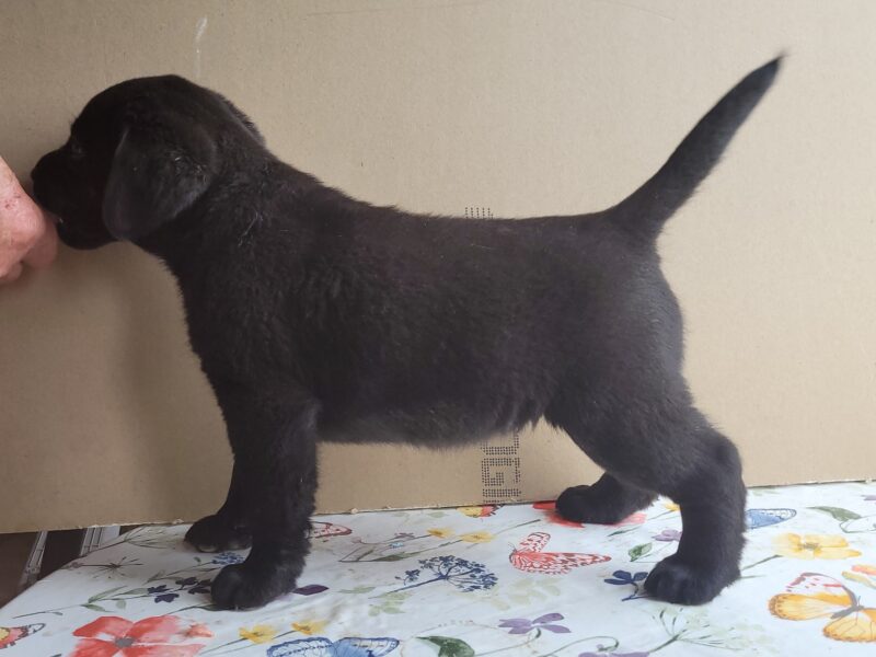 Labrador retriver štenci