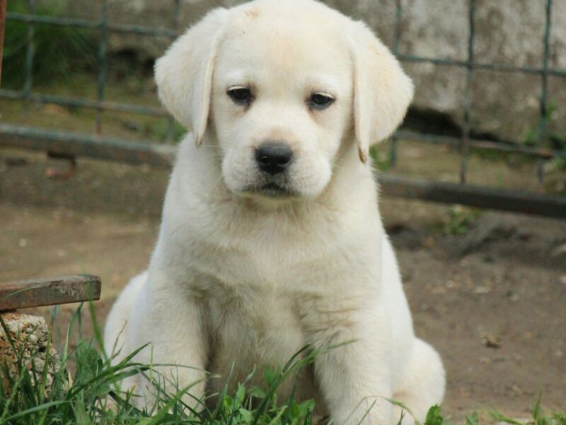 Labrador retriver štenci