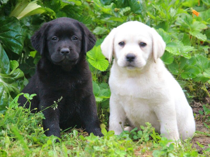 Labrador retriver štenci