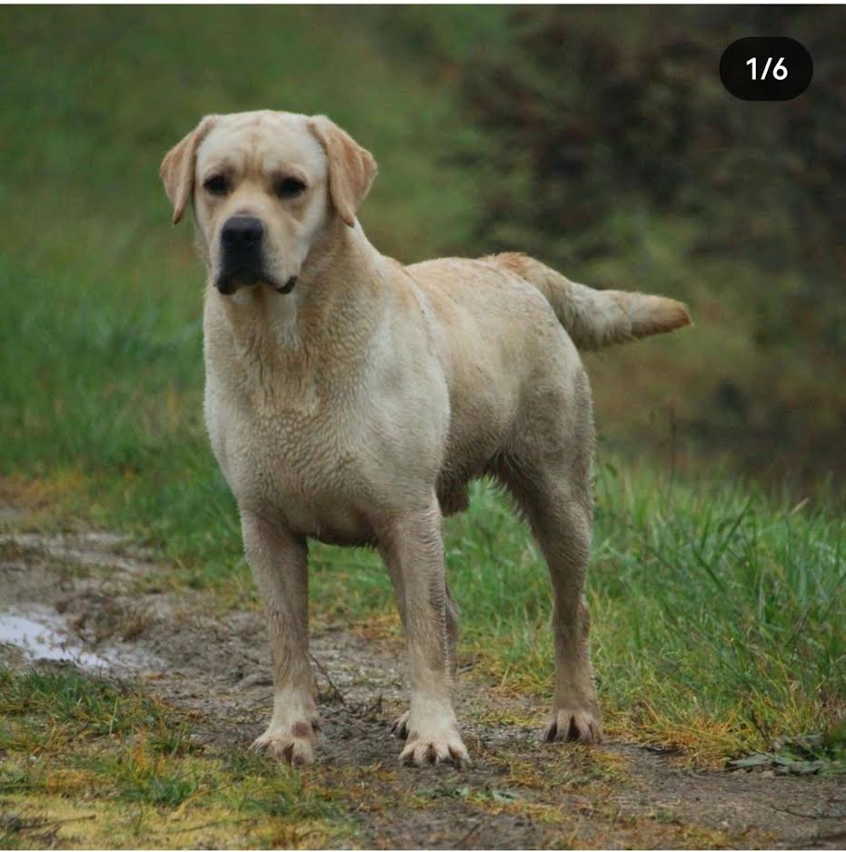 Štenci Labrador Retrivera