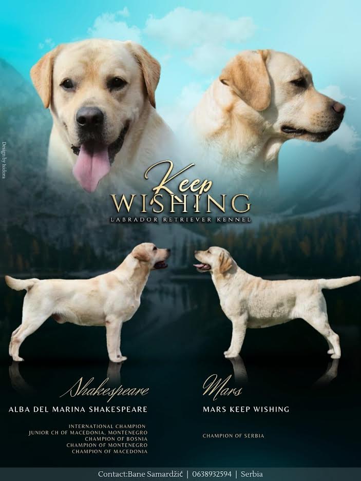 Štenci Labrador Retrivera