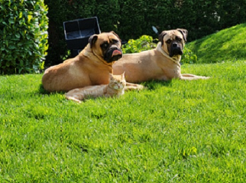 Bullmastiff, stenci