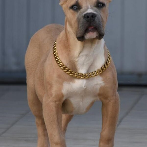 American bully xxl