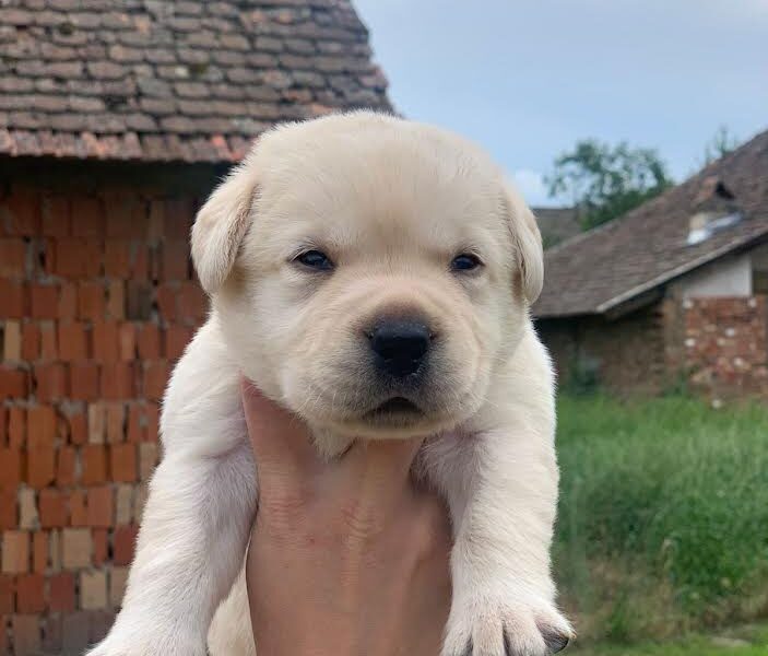 Štenci Labrador Retrivera