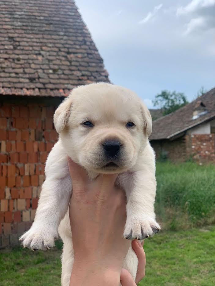Štenci Labrador Retrivera