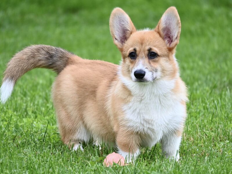 Velski korgi/Welsh Corgi Pembroke