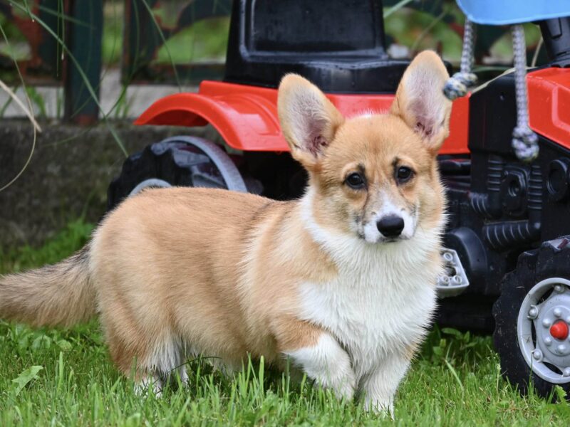 Velski korgi/Welsh Corgi Pembroke