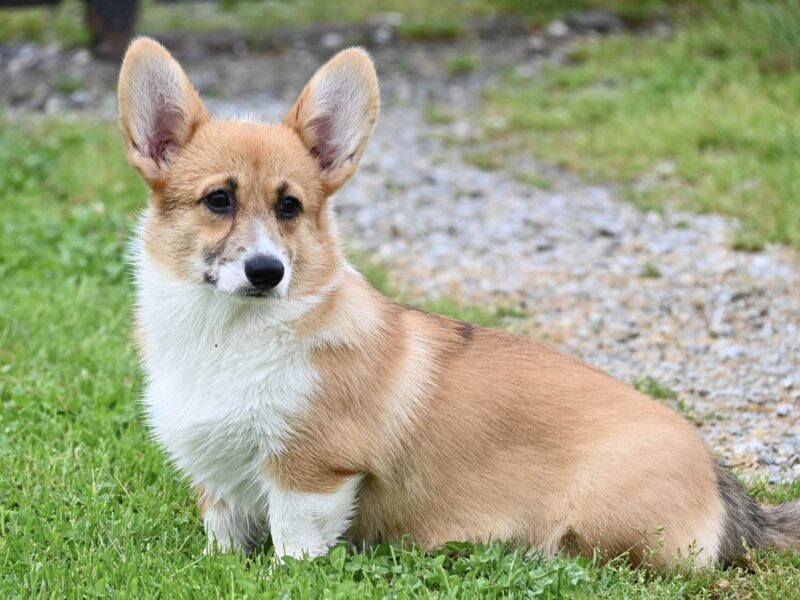 Velski korgi/Welsh Corgi Pembroke