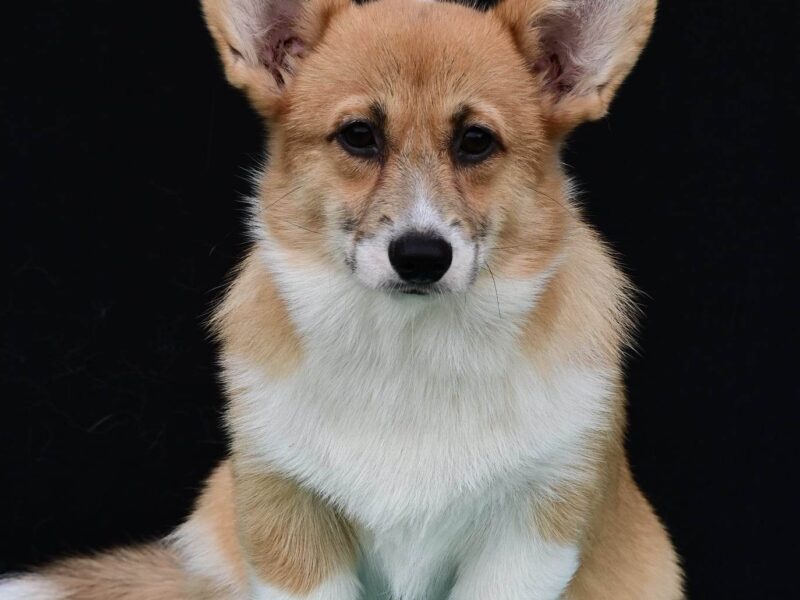 Velski korgi/Welsh Corgi Pembroke