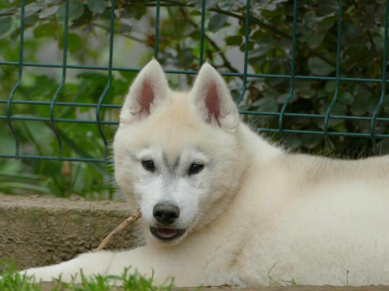 Sibirski Haski PRELEPO štene