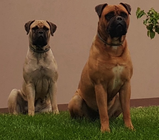 Bullmastiff, stenci