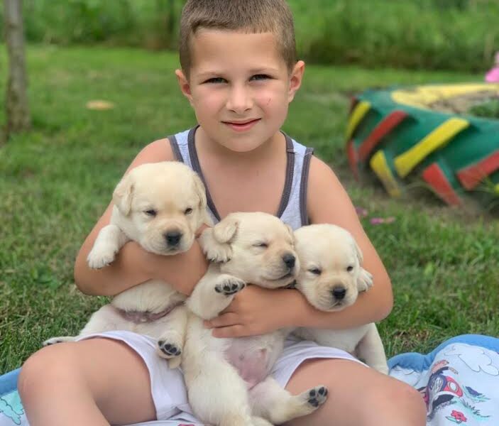 Štenci Labrador Retrivera