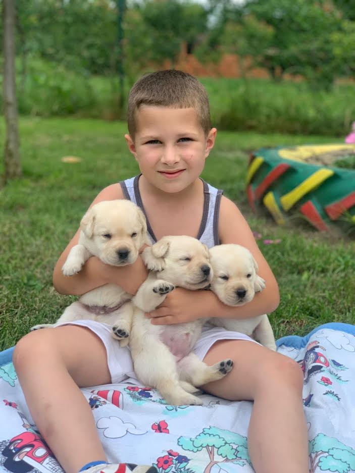 Štenci Labrador Retrivera